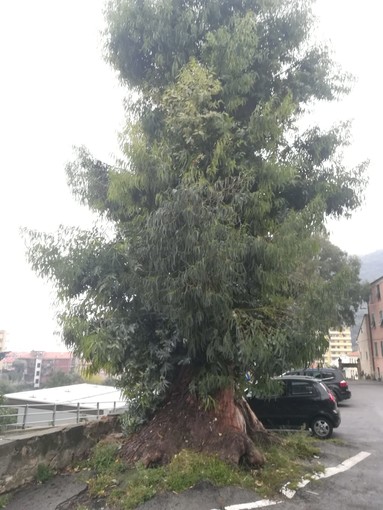 Il gruppo "Le Persone al Centro": "Salviamo i grandi eucalipti finalesi" Il gruppo "Le Persone al Centro": "Salviamo i grandi eucalipti finalesi"