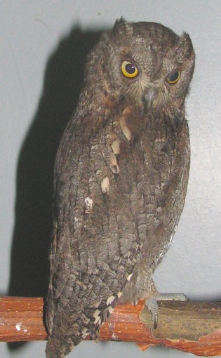 La danza della pioggia.