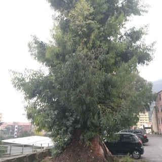 Il gruppo "Le Persone al Centro": "Salviamo i grandi eucalipti finalesi" Il gruppo "Le Persone al Centro": "Salviamo i grandi eucalipti finalesi"