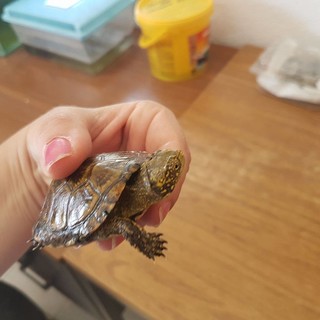 Albenga: liberati 10 esemplari di Emys Orbicularis, le testuggini palustri ingaune Albenga: liberati 10 esemplari di Emys Orbicularis, le testuggini palustri ingaune