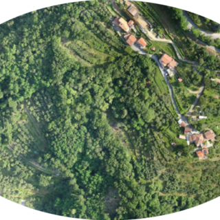 Anche la FAO s'interessa della Xylella fastidiosa