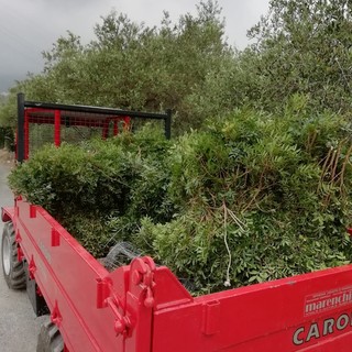 Trafugavano piante protette di Euforbia a Tovo San Giacomo. Fermati dai Carabinieri Forestali