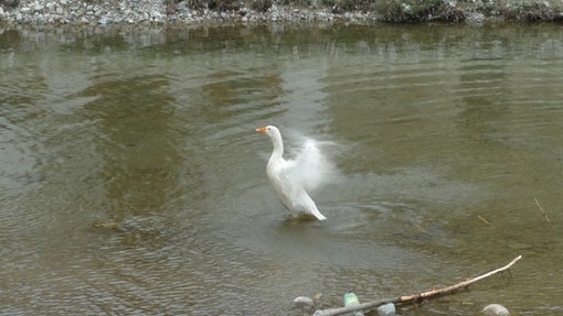 Oca Albina intrappolata nel ghiaccio, di nuovo libera dopo le cure
