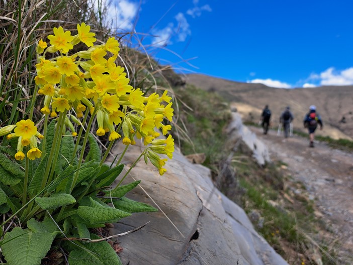Il Parco Alpi Liguri partecipa con un calendario ricco di eventi per il “Maggio dei Parchi della Liguria”: ecco tutte le info Il Parco Alpi Liguri partecipa con un calendario ricco di eventi per il “Maggio dei Parchi della Liguria”: ecco tutte le info