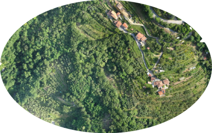 Anche la FAO s'interessa della Xylella fastidiosa