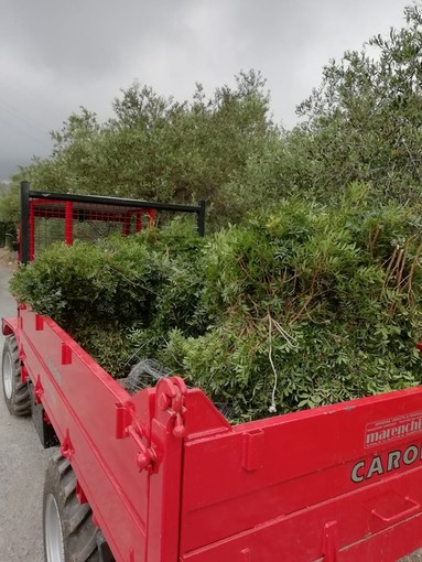 Trafugavano piante protette di Euforbia a Tovo San Giacomo. Fermati dai Carabinieri Forestali Trafugavano piante protette di Euforbia a Tovo San Giacomo. Fermati dai Carabinieri Forestali