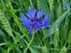 La magia, l’eleganza e il blu del Fiordaliso che regala bellezza alle campagne e agli occhi