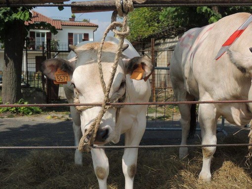 Carcare, stasera al via l'Antica Fiera del Bestiame