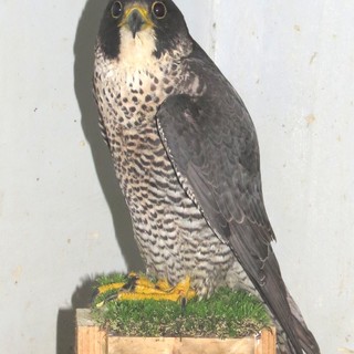 Falco pellegrino ferito soccorso a Perti, "emigra" per le cure in Piemonte