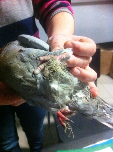 Legino: lenze e ami pericolosi per i volatili