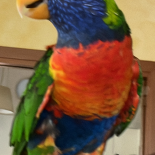 Savona, trovato un pappagallo Lori Arcobaleno in zona Villetta