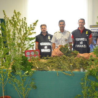 Quiliano, blitz della Guardia di Finanza: scoperta piantagione di marijuana nascosta tra la vegetazione (FOTO)