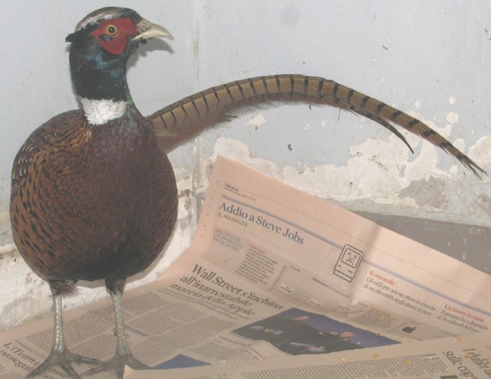 Enpa Savona: "Vaccarezza e la Provincia non si sono nemmeno degnati di rispondere"