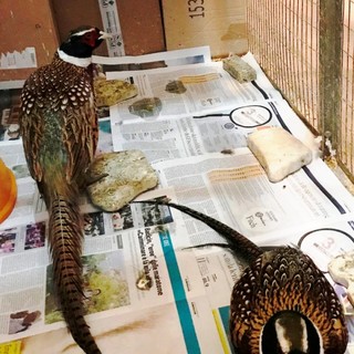 L'indignazione dell'ENPA: "Maltempo micidiale e regione sorda"