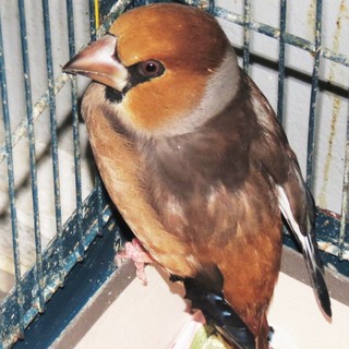 L'Enpa soccorre tre frosoni