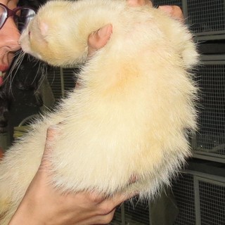 Savona, giovane emigrante per lavoro cerca con l'Enpa una nuova casa per il suo furetto