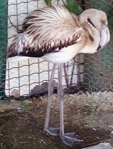 Volontari Enpa soccorrono giovane fenicottero e cercano qualcuno che possa accudirlo