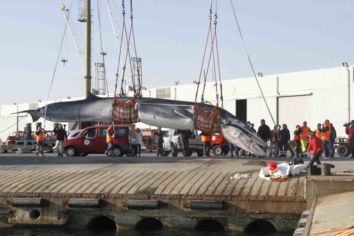 La balenottera spiaggiata a Savona vittima di un’infestazione da parassiti: esclusi pericoli per la salute umana