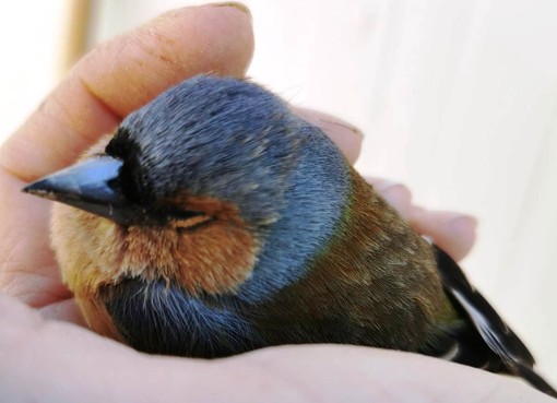 Il TAR Liguria annulla la delibera Bucci: stop alla caccia in deroga a fringuelli e storni protetti