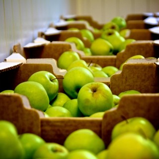 "Invasione" di frutta nelle scuole del savonese, con "Benessere a Colori"