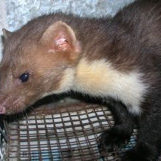 Soccorsa una faina investita ad Alpicella