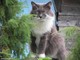 Savona, al Palatrincee due giorni per ammirare i gatti più belli del mondo