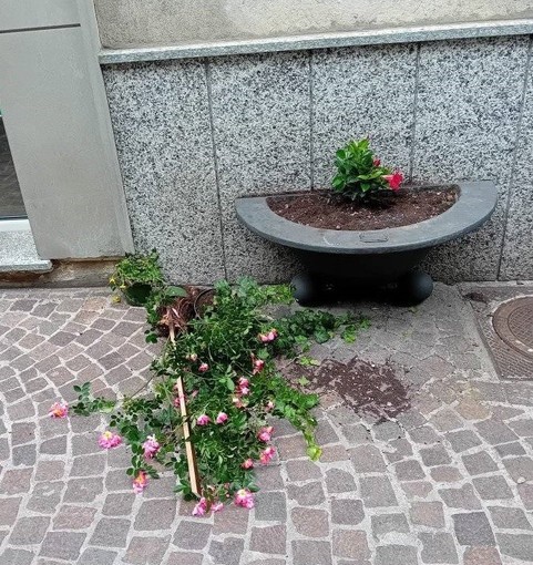 Botta e risposta sulle fioriere del centro storico, "Cairo in Comune": "Sradicati i fiori acquistati dai commercianti"; il sindaco: "Erano degradate" Botta e risposta sulle fioriere del centro storico, "Cairo in Comune": "Sradicati i fiori acquistati dai commercianti"; il sindaco: "Erano degradate"