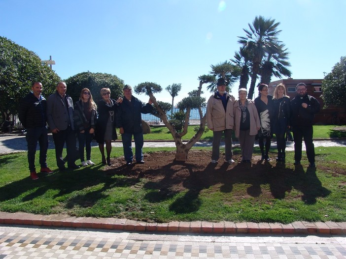 Ceriale, una pianta di ulivo potata a bonsai donata dalle Associazioni al Comune Ceriale, una pianta di ulivo potata a bonsai donata dalle Associazioni al Comune