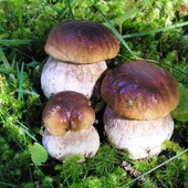 Stop alla raccolta di funghi in Alta Valle: l'ordinanza dei comuni di Calizzano e Bardineto Stop alla raccolta di funghi in Alta Valle: l'ordinanza dei comuni di Calizzano e Bardineto