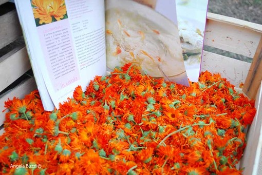 Tutto pronto per la XVIII Festa delle Erbe Aromatiche ad Andora