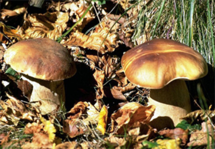 Giubbotti rifrangenti per i cercatori di funghi, i Verdi: "La proposta di Vaccarezza lascia molto perplessi" Giubbotti rifrangenti per i cercatori di funghi, i Verdi: "La proposta di Vaccarezza lascia molto perplessi"