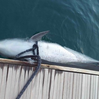 Delfino morto nel mare di Albisola recuperato dalla Capitaneria