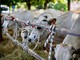 Gallery tratta in gran parte dalla pagina Facebook "Antica Fiera del Bestiame". Scatti by Federico Arcidiacono (che ringraziamo)