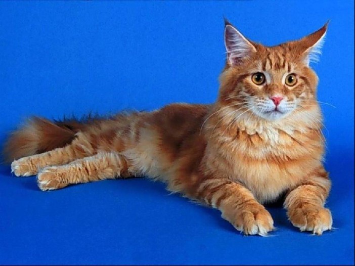 I gatti più belli del mondo in mostra a Quiliano