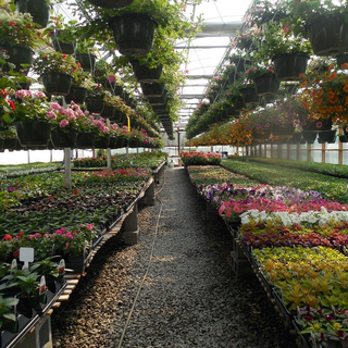 Florovivaismo e ricerca, da Confagricoltura Liguria un cortometraggio per ripercorrerne la storia