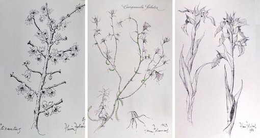 Savona, omaggio a Flavia Folco: mostra botanica alla Storia Patria Savona, omaggio a Flavia Folco: mostra botanica alla Storia Patria