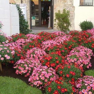Domani l'inaugurazione di Fior d'Albenga 2015