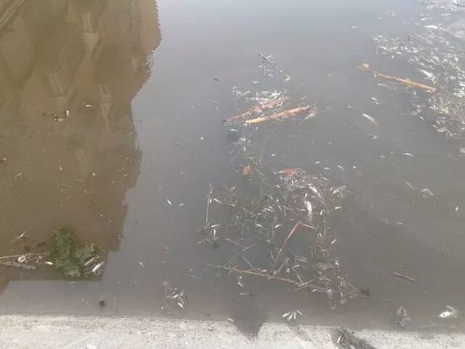 Finale, il sindaco Frascherelli replica a PerFinale: "L'acqua di molitura olive non è pericolosa"