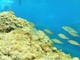 L'Osservatorio animalista savonese : “ Bene il piano di rimozione di reti fantasma nel mare di fronte ad di Albenga”