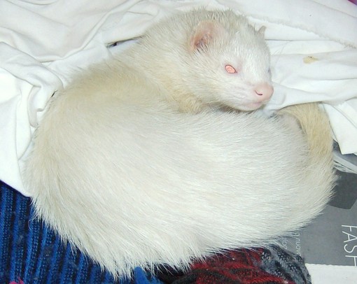 Savona, furetto albino abbandonato in via Nizza Savona, furetto albino abbandonato in via Nizza