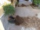 Albenga: vandali in azione in via dei Mille, distrutte alcune fioriere Albenga: vandali in azione in via dei Mille, distrutte alcune fioriere