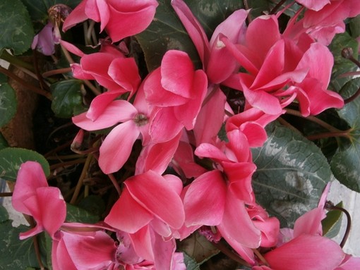 Ciclamini per sostenere la prevenzione oncologica ANT Ciclamini per sostenere la prevenzione oncologica ANT