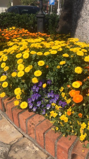 Alassio: nuovo asfalto in via Solferino, aiuole più colorate in passeggiata Ciccione