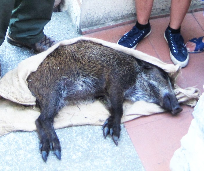 Caccia ai caprioli con l'arco, animalisti in protesta:"Atrocità e tortura per gli animali a scopo di svago"