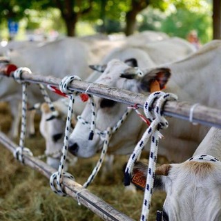 Antica Fiera del Bestiame, il sindaco di Carcare De Vecchi: “Un successo collettivo. Arrivederci al 2020”