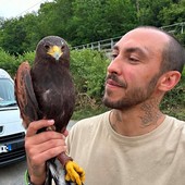 Falco in fuga a Cairo Montenotte, le segnalazioni social e l’intervento di un falconiere Falco in fuga a Cairo Montenotte, le segnalazioni social e l’intervento di un falconiere