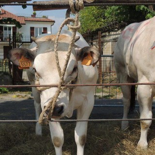 Carcare, stasera al via l'Antica Fiera del Bestiame