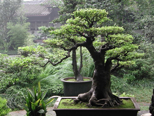 Andora ospita il "Festival del bonsai", con i produttori d'eccellenza d'Italia e Europa