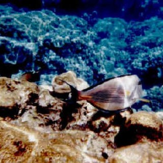 Andora: con &amp;quot;Mare Pulito&amp;quot;  si va a lezione dai pes