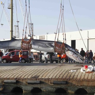 La balenottera spiaggiata a Savona vittima di un’infestazione da parassiti: esclusi pericoli per la salute umana